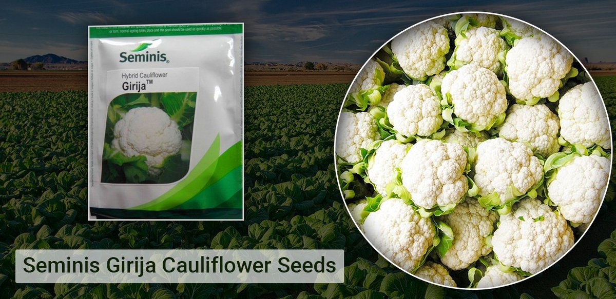 farmkeyIndia's tweet photo. Use Seminis Girija Cauliflower seeds to get a great yield this winter. With #Farmkey, you get this brand's seeds in a #bulkquantity at a very low price. Place your order now!

👉https://t.co/DCU3AEMBNJ

 #seminiscauliflowerseeds #cauliflowerseeds #girijacauliflowerseeds https://t.co/TPddEUX19d