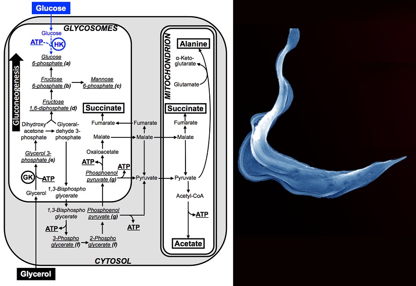 Trypanosomes use a "metabolic contest" for the regulation of nutrient utilization, based on the competition between two enzymes for a common substrate, instead of the well known "catabolite repression" system used by most microorganisms #PLOSBiology plos.io/2VSspPI