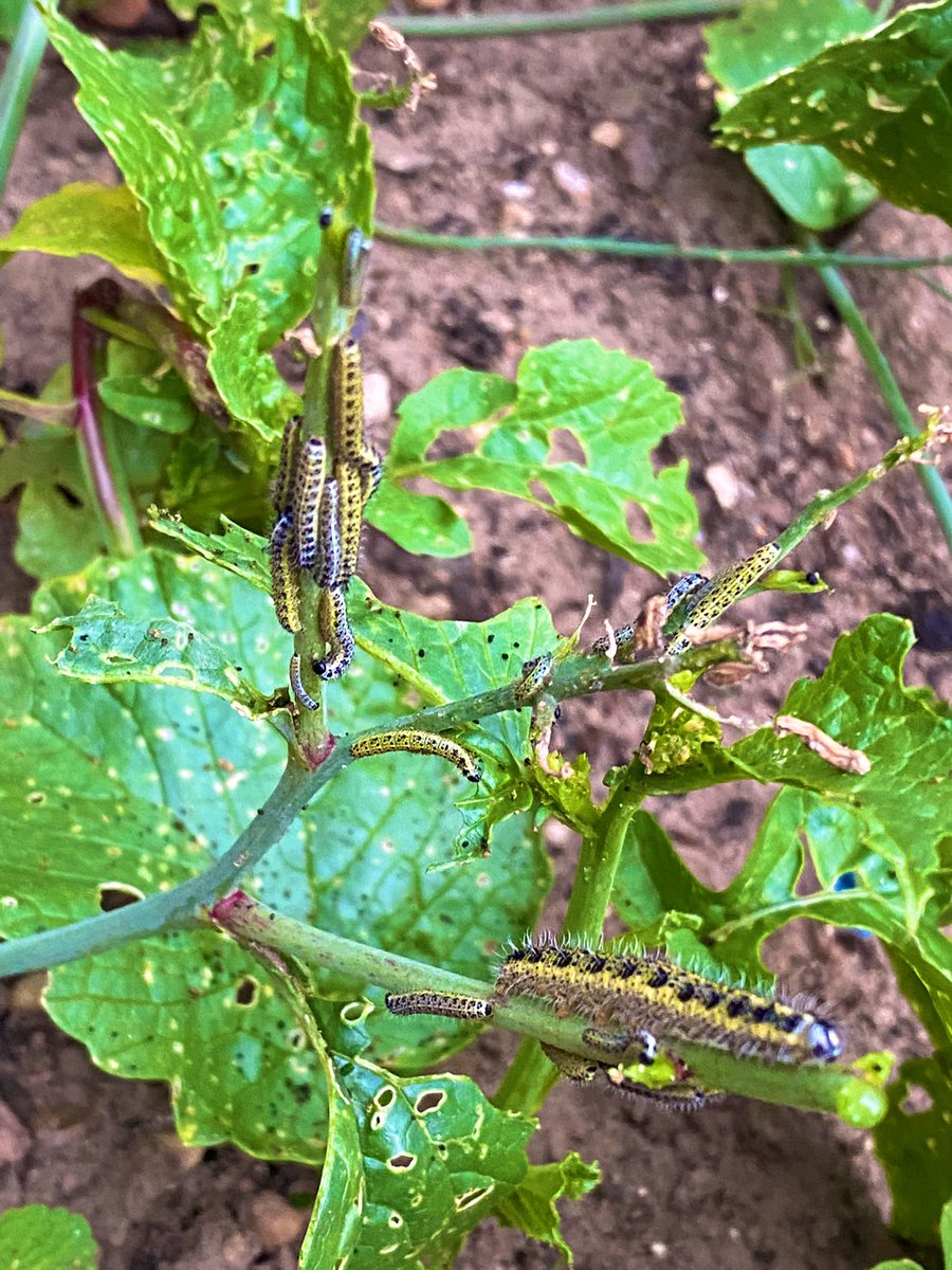 #caterpillar #gardeners #holes #hundreds🐛