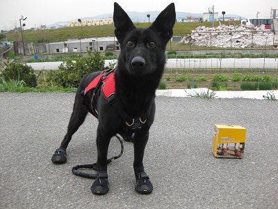 nnnvm0225's tweet photo. 救助犬たち、靴履かないのかなって気になってた。日本レスキュー協会さんの記事で納得🐶🐾
https://t.co/XsfCIMSKc2 https://t.co/VWXIdHKdJg
