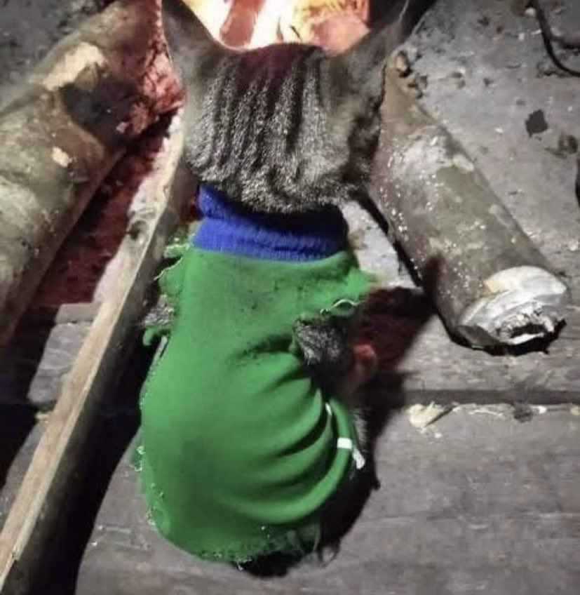 lanuykumvar's tweet photo. erken yasta ticarete atılanlar /                          üniversite mezunları https://t.co/duMmNSb409