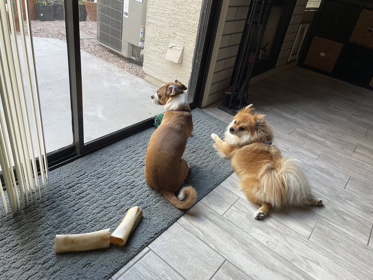 MoxiTheFoxi's tweet photo. Had a fun time with my doggy-friend Mr. Bones yesterday!! 💖 https://t.co/v4RFNZRteY