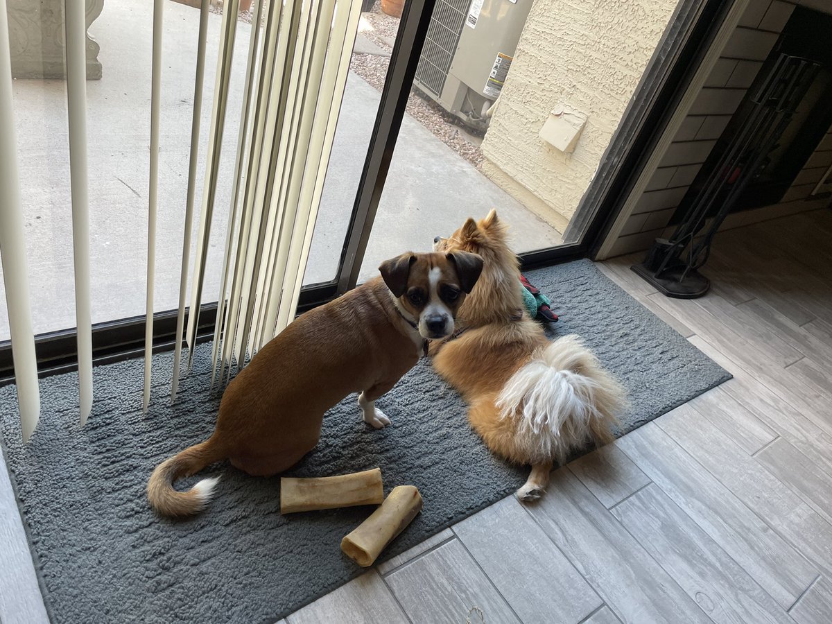 MoxiTheFoxi's tweet photo. Had a fun time with my doggy-friend Mr. Bones yesterday!! 💖 https://t.co/v4RFNZRteY