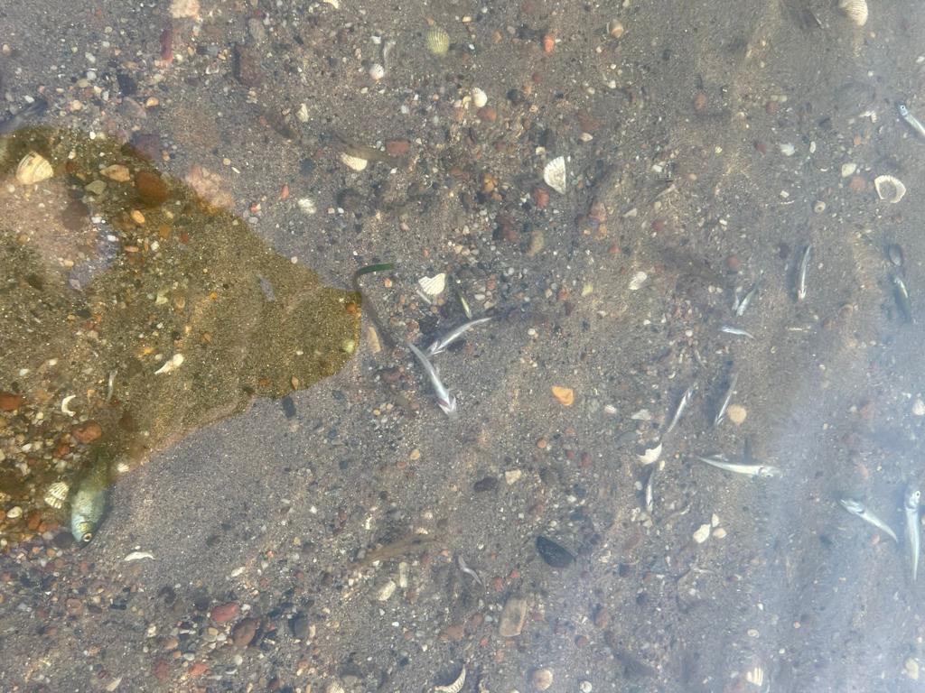 Ángel José tweet media