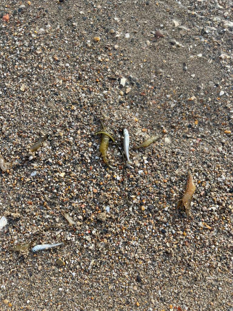 Ángel José tweet media