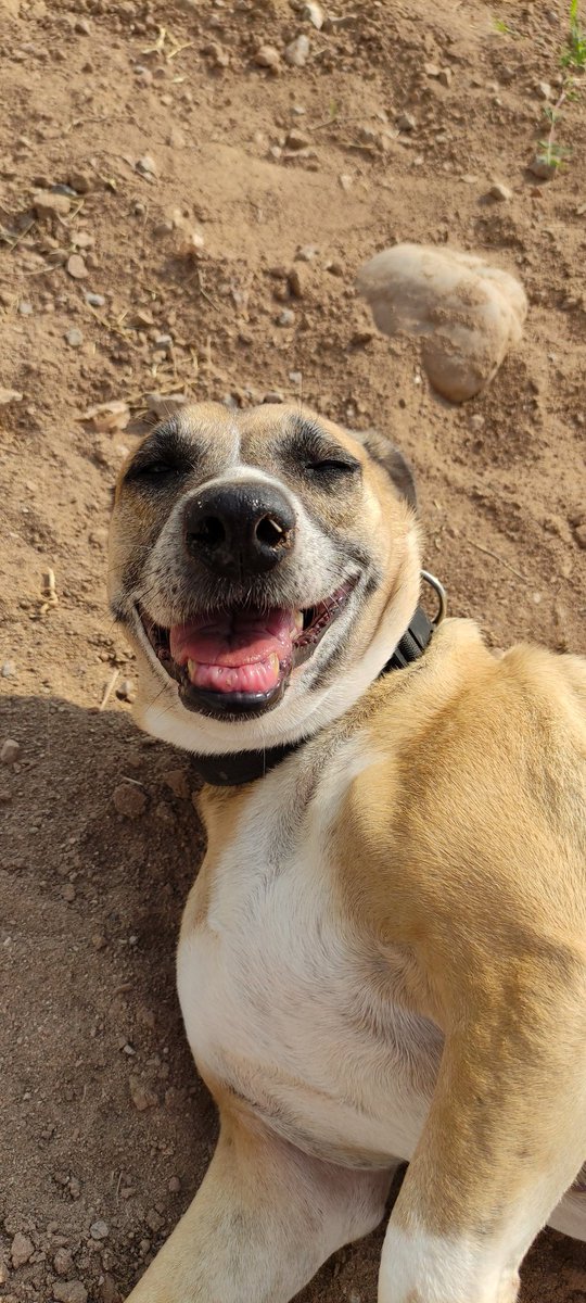 letssavewelfare's tweet photo. Happy Monday Everyone! 🌻😎🌞
#dogsoftwitter #RescueDogs #goodmorning #GoodMorningTwitterWorld #dogsarelove #dogslife #funnydogs #animalsrights #loveanimals #letssave https://t.co/tq60OxH8Me
