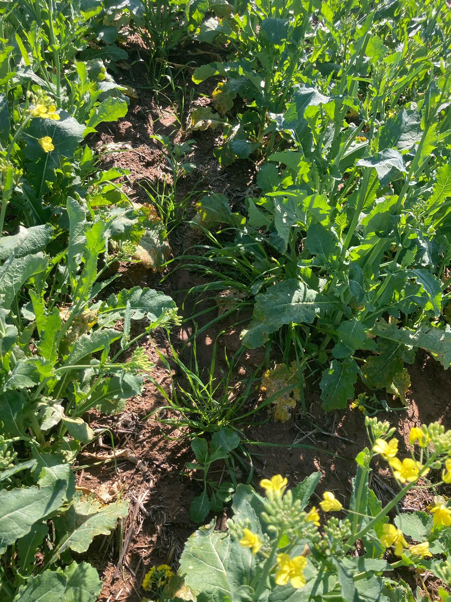 GrowmoreAg's tweet image. A few spots like the first pic have us a bit worried in this Canola paddock. A solid walkthrough this morning to collect Ryegrass plants to send away for #HerbicideResistance testing. Pic 1 low-lying area, Pic 2 mid-slope. Could be a frost effect but #BestToTest #GrowmoreAg