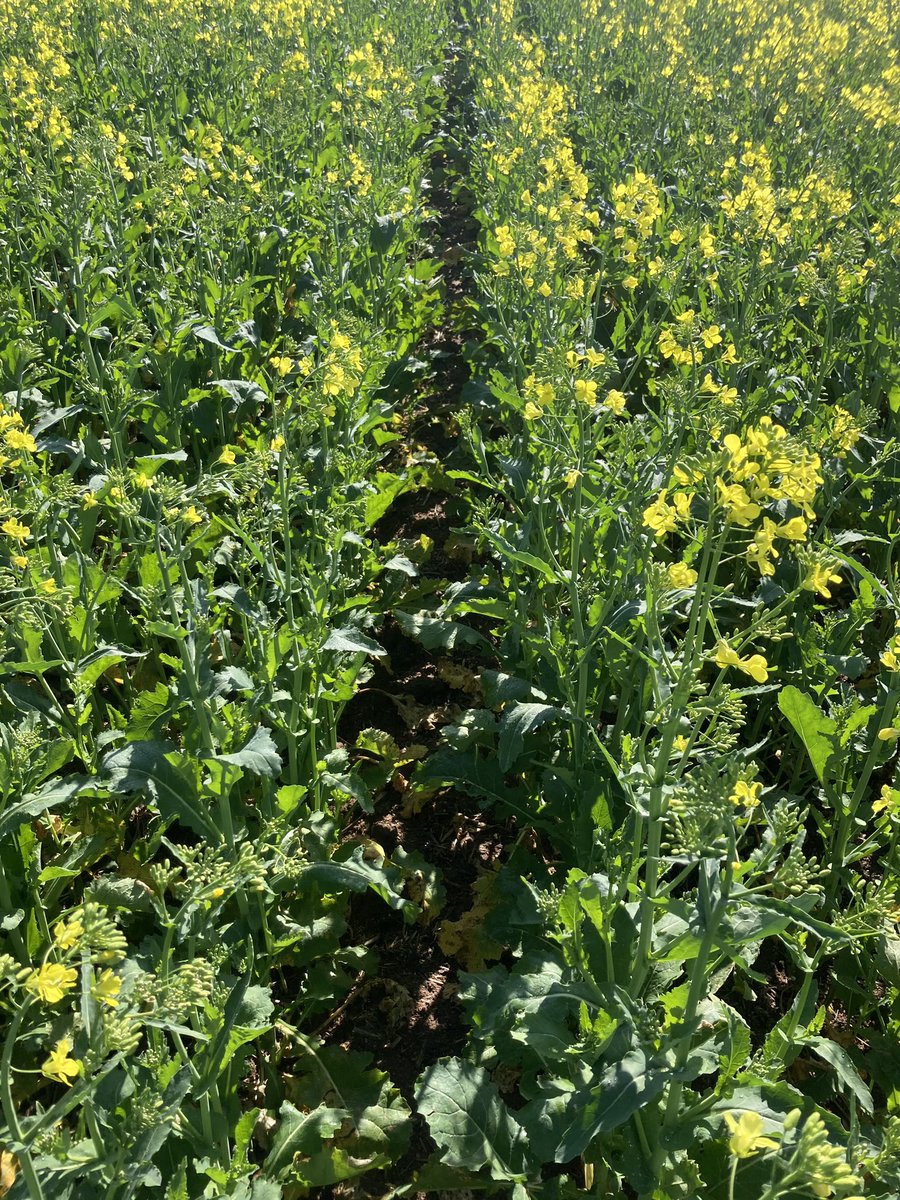 GrowmoreAg's tweet image. A few spots like the first pic have us a bit worried in this Canola paddock. A solid walkthrough this morning to collect Ryegrass plants to send away for #HerbicideResistance testing. Pic 1 low-lying area, Pic 2 mid-slope. Could be a frost effect but #BestToTest #GrowmoreAg