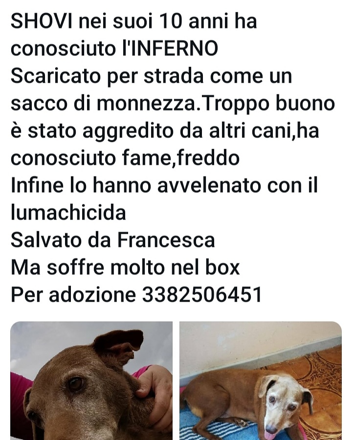 Diegorizzi28's tweet photo. Shovi una vita d inferno senza mai fine , vi prego facciamo una valanga di RT e mandiamo a casa almeno per la sua ultima parte di vita questo cane dalla vita infelice 🙏🙏🙏🙏🙏🙏🙏🙏🙏🙏🙏🙏🙏🙏🙏 https://t.co/CCtSregdx7