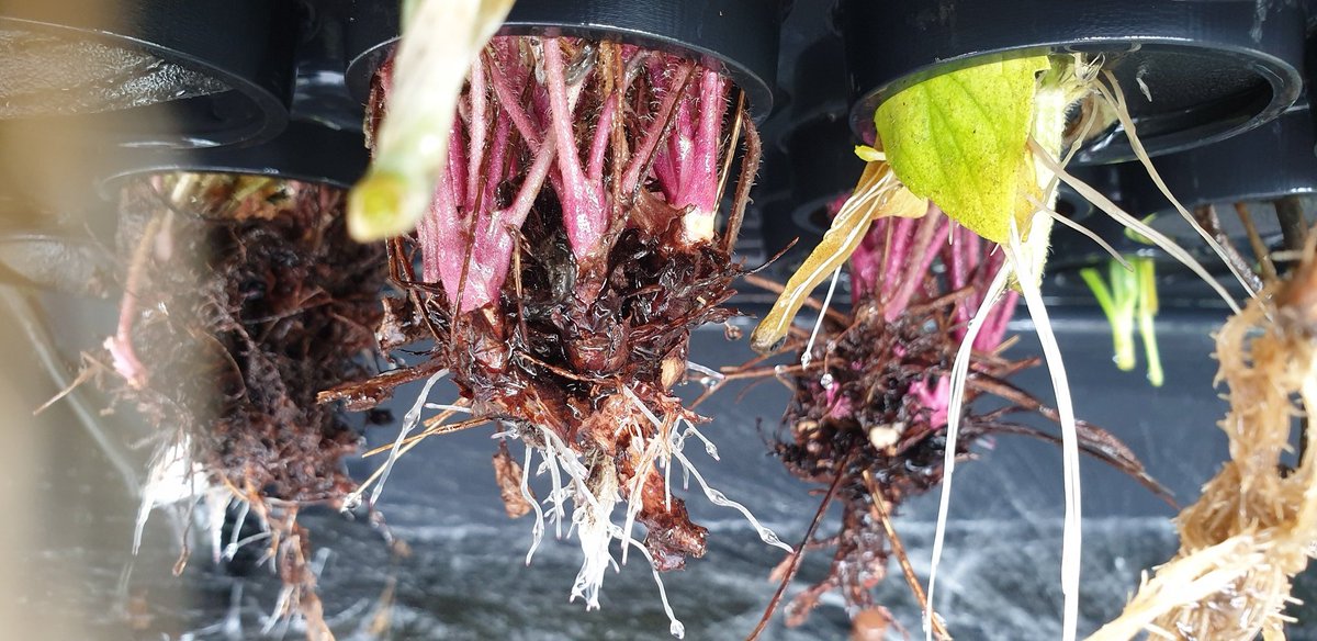 dustymears's tweet photo. Last Sunday found my #heuchera had been ravaged by vineweevil. Thankfully @GardeningAngels #hydropod 2 the rescue. Bunged in what was left of plants &amp; now rooting. #love #hydropods https://t.co/j6JDaVbwuB