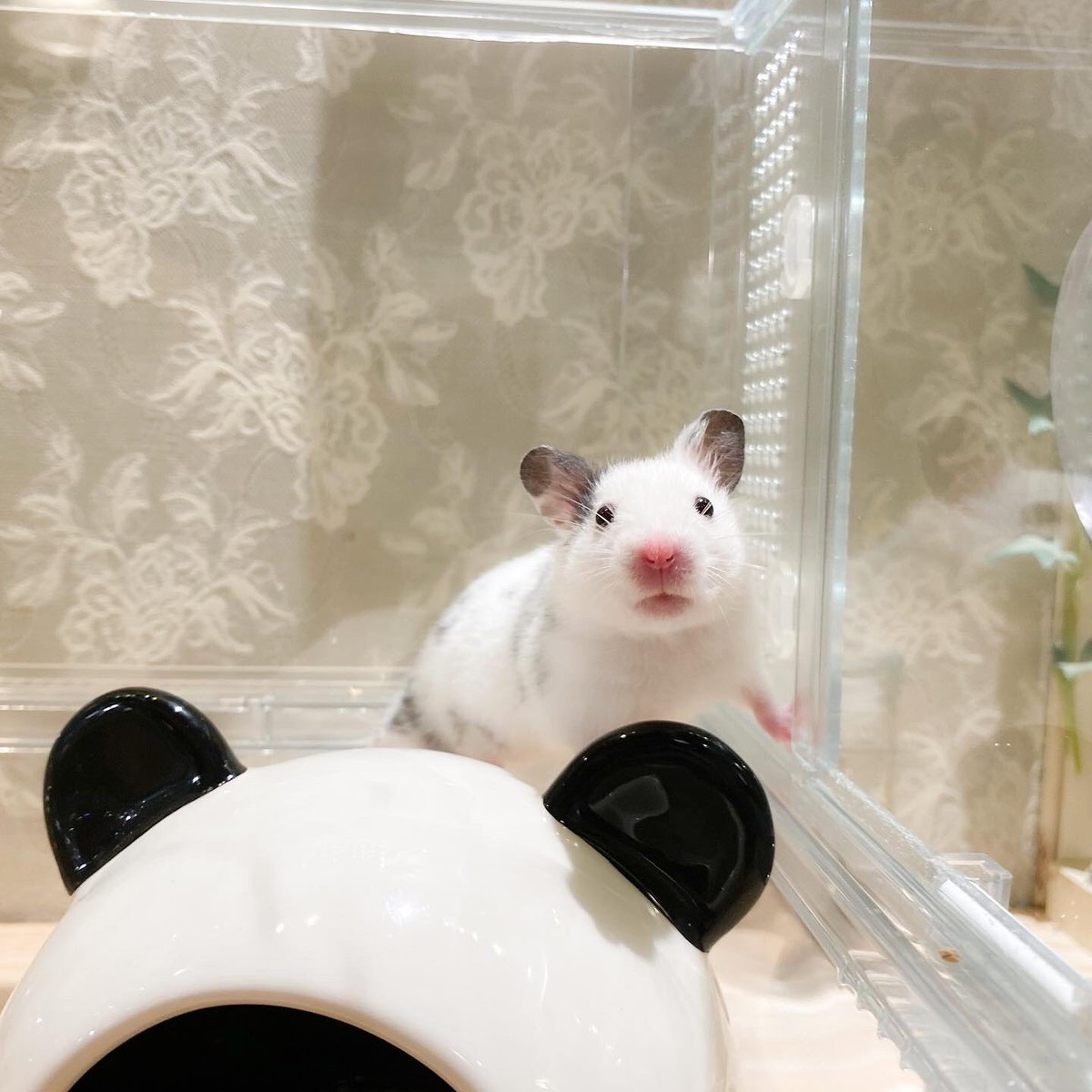 Hamster のtwitter検索結果 Yahoo リアルタイム検索