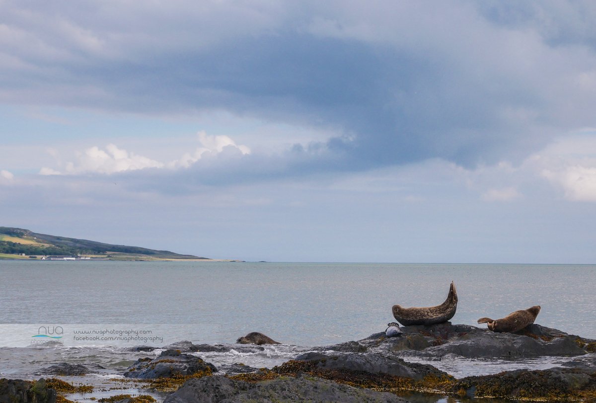 NuaPhoto's tweet photo. When your dad shows off in front of a camera , seal family off Tayleurs Point Rush #rushcodublin #fingal #northcountydublin #lambay https://t.co/4unOoGNWWz