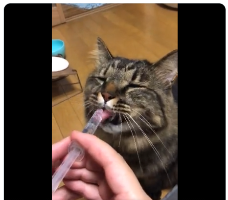 シリンジで子猫に投薬してたら、成猫さんが『えっ！それいいなぁ 