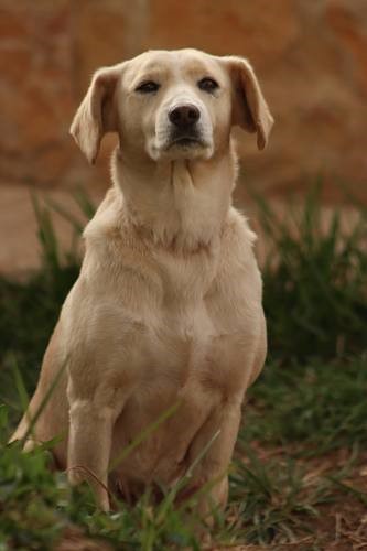 Huellas_Cs's tweet photo. Os presento a Blanca, labradora mestiza de 5 años. Es tranquila y adora pasear, se lleva bien con la gente pero algunos perros se le atraviesan 😅 Estamos trabajando sus miedos y ha mejorado mucho 💪🏻Necesita acogida o adopción urgente.
#HuellasCallejerasCS #UnHogarParaBlancaHC https://t.co/1Y90bt4dRH