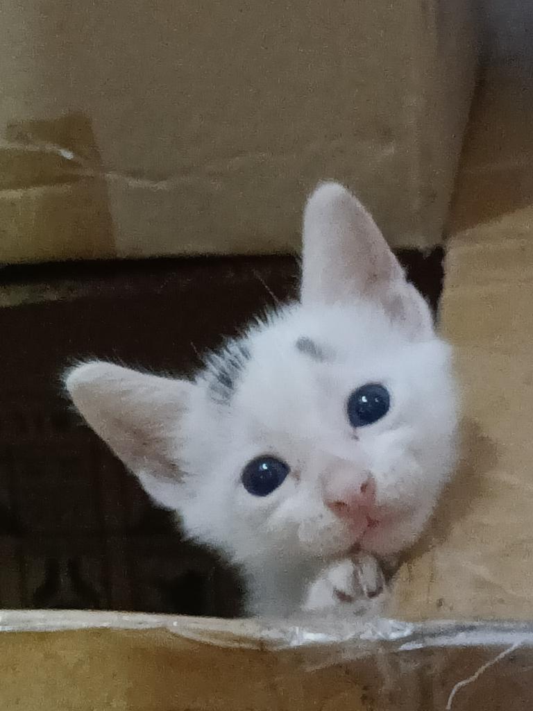 pauthenone's tweet photo. may this kitten bring you a lucky day!☺️❤️ https://t.co/87zqUjyZMO