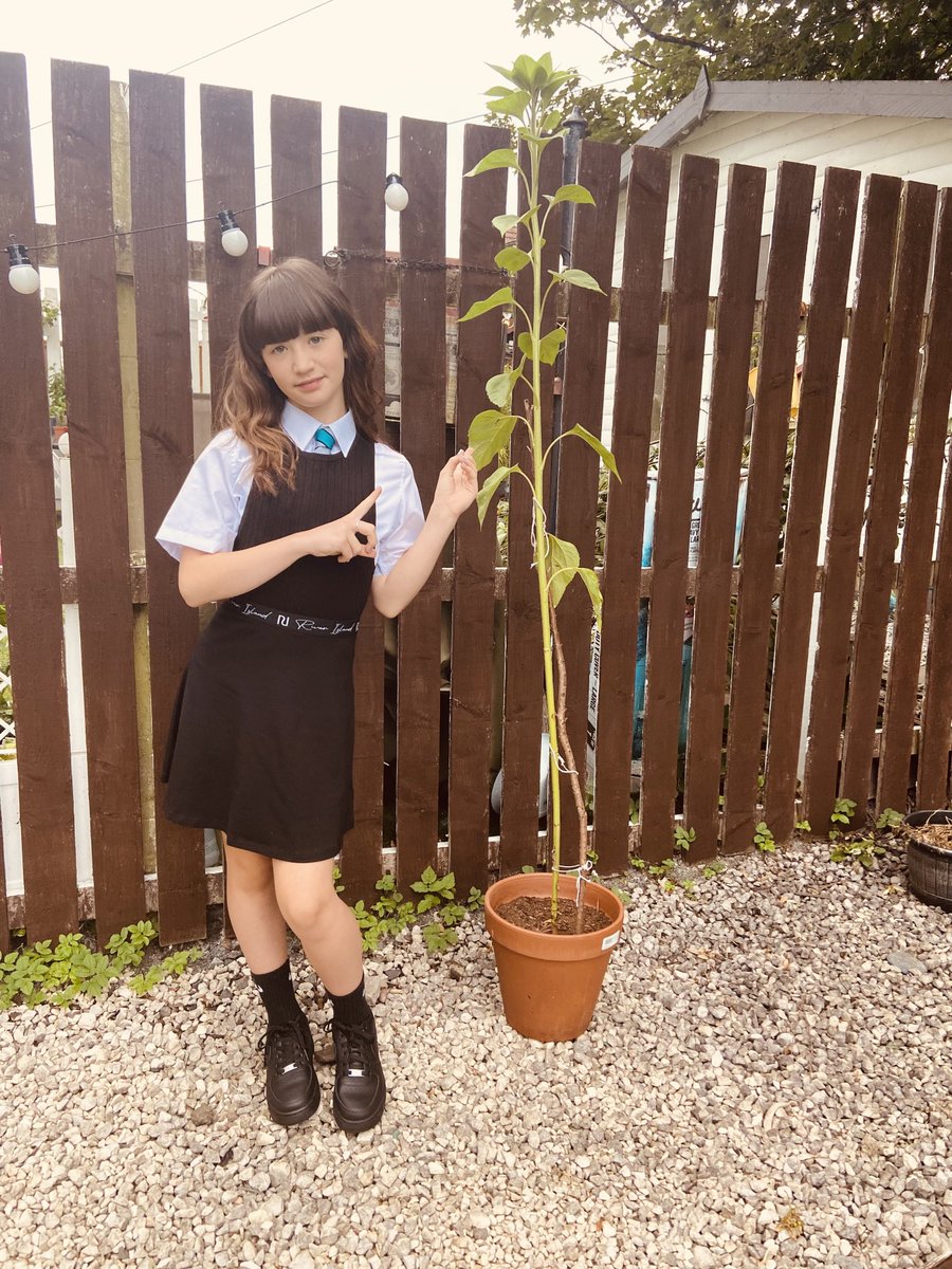 Sandra26156616's tweet photo. End of summer and the sunflower 🌻 is still growing 😂

⁦@GreenhillPS⁩ 
⁦@mrwisdomteach⁩ https://t.co/RjEd74SHd2