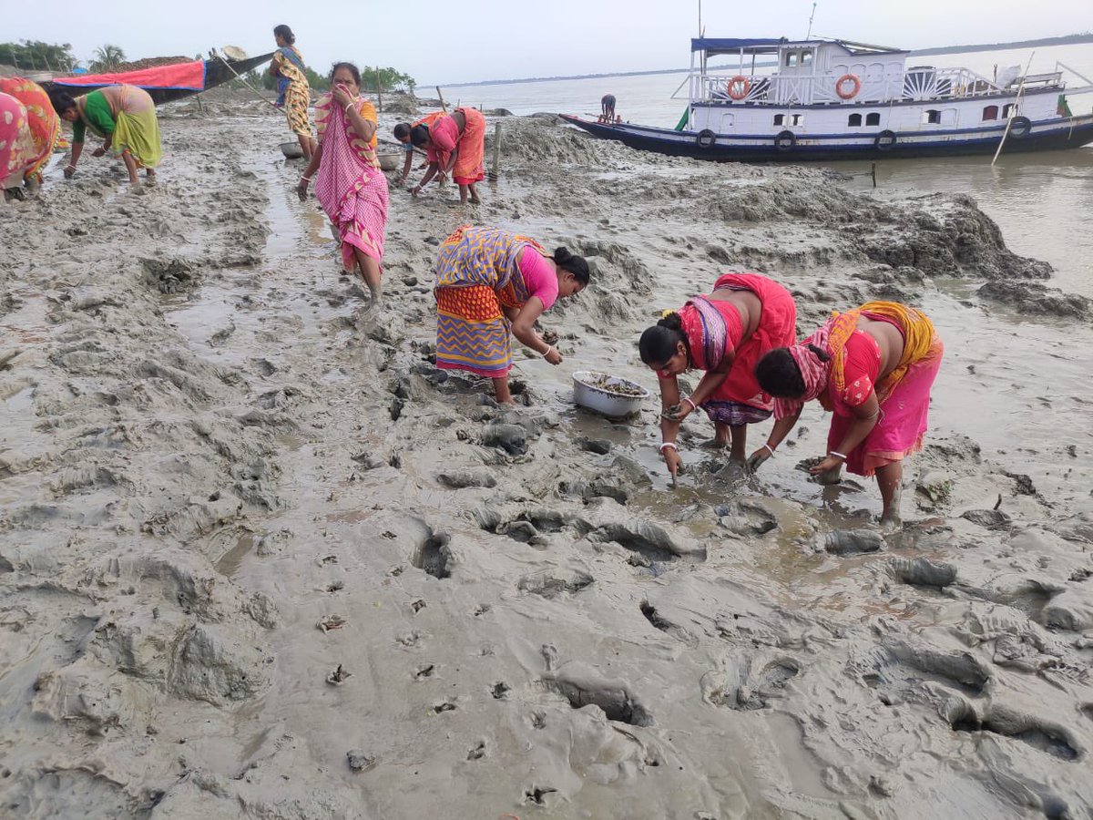 SusGreenIn's tweet photo. #MondayMotivation A big salute to the local women of Kumirmari,  #Sundarbans, and our partners #WPSI &amp; @onetreeplanted, for bringing to fruition our dream of 415000 mangrove plantation here! 

Want to support too? Reach us at https://t.co/Gdtz4TiUZZ https://t.co/v48Mn1FMYu
