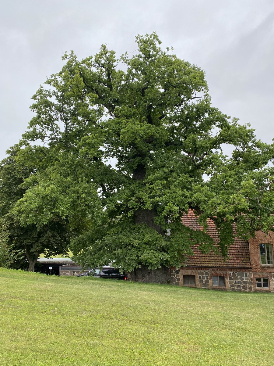 #veterantrees