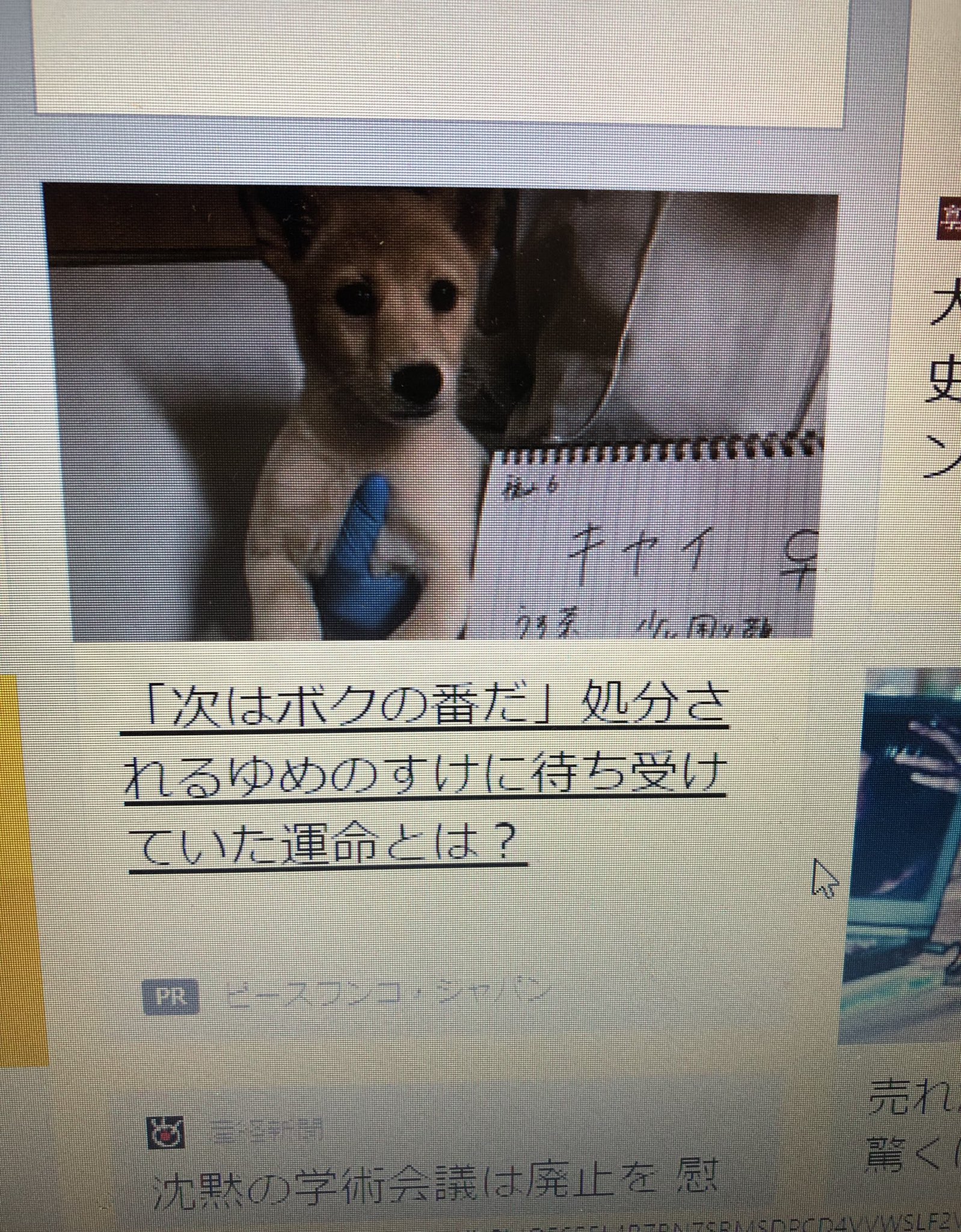 Twitter 上的 ハト この犬 アダルトグッズ抱えてるのかと思った ゆめのすけの待ち受けていた運命とは 犬 ネット広告 子犬 T Co Vonryoniod Twitter