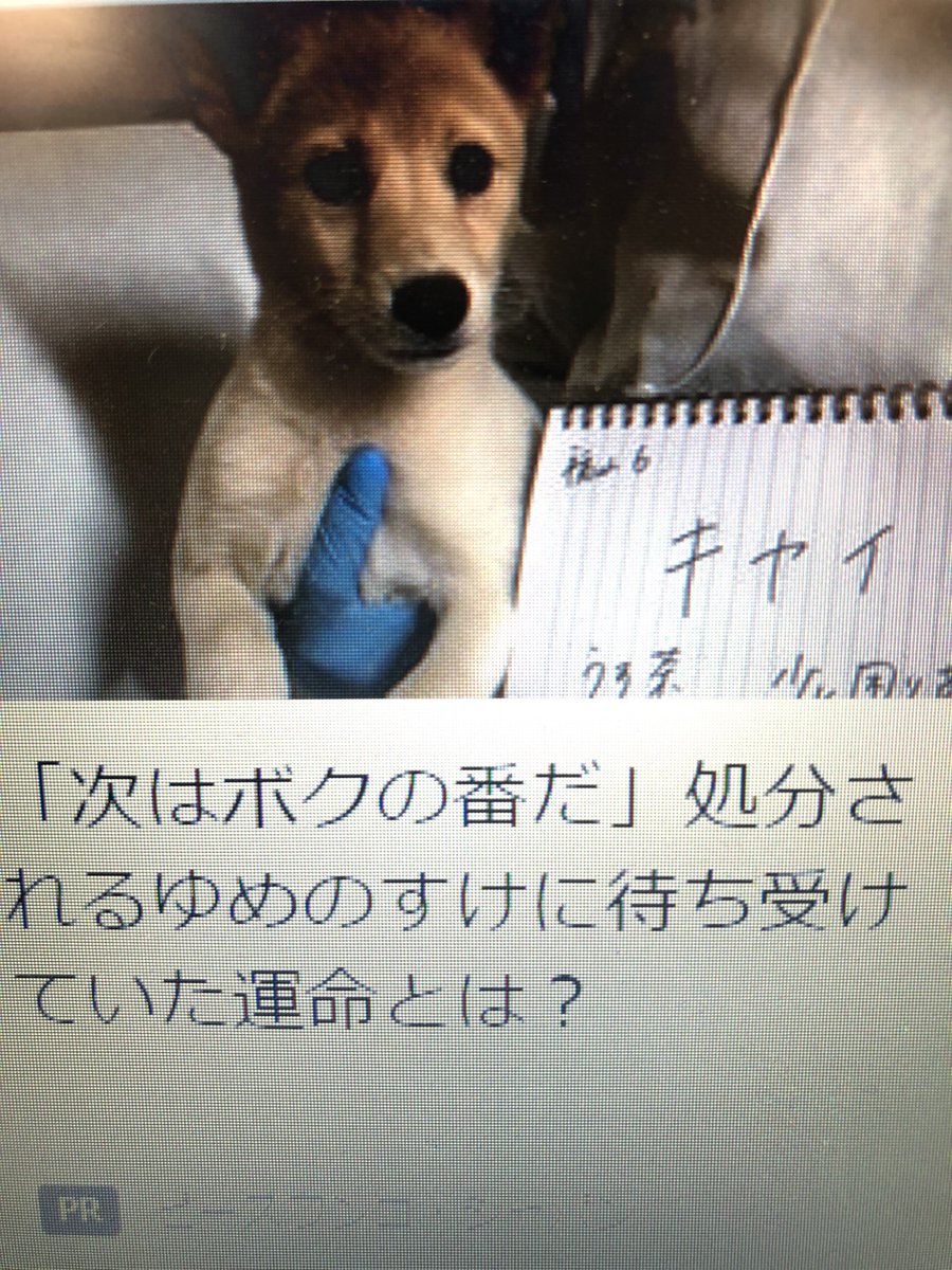 ハト V Twitter この犬 アダルトグッズ抱えてるのかと思った ゆめのすけの待ち受けていた運命とは 犬 ネット広告 子犬