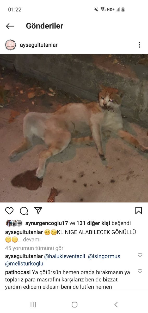 Kedicik İstanbul'da kliniğe aldırıldı dostlar... 
Geniş bilgiyi Veterinerden bekliyoruz... 
Bilginize... 

Silses...