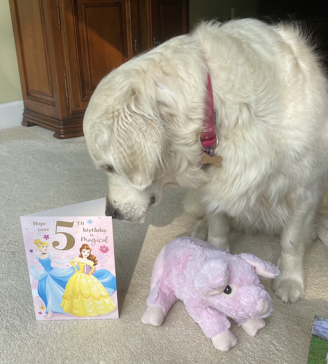 loabi_retriever's tweet photo. Guess what’s super special about today and why I’ve got a new stuffy pig ??? https://t.co/U56JONos97