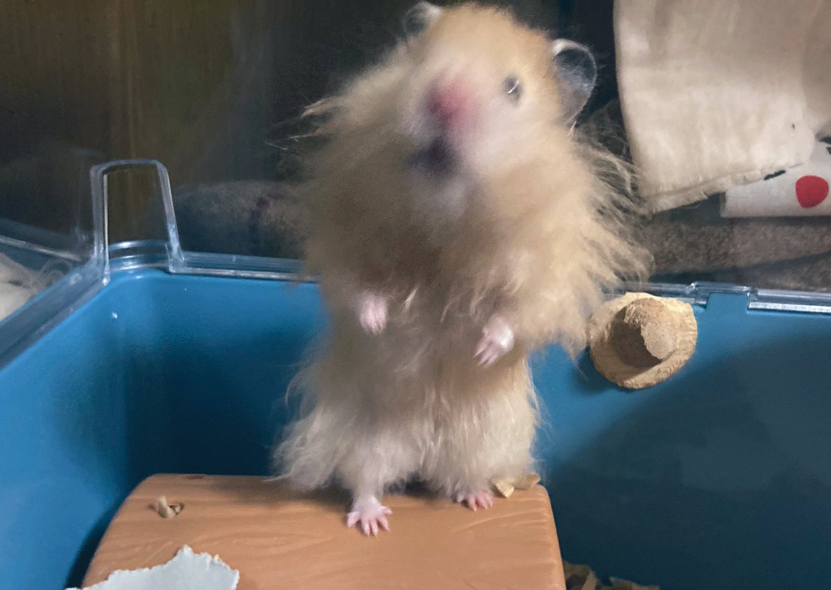 Hamster のtwitter検索結果 Yahoo リアルタイム検索 Hamster のtwitter検索結果 Yahoo リアルタイム検索