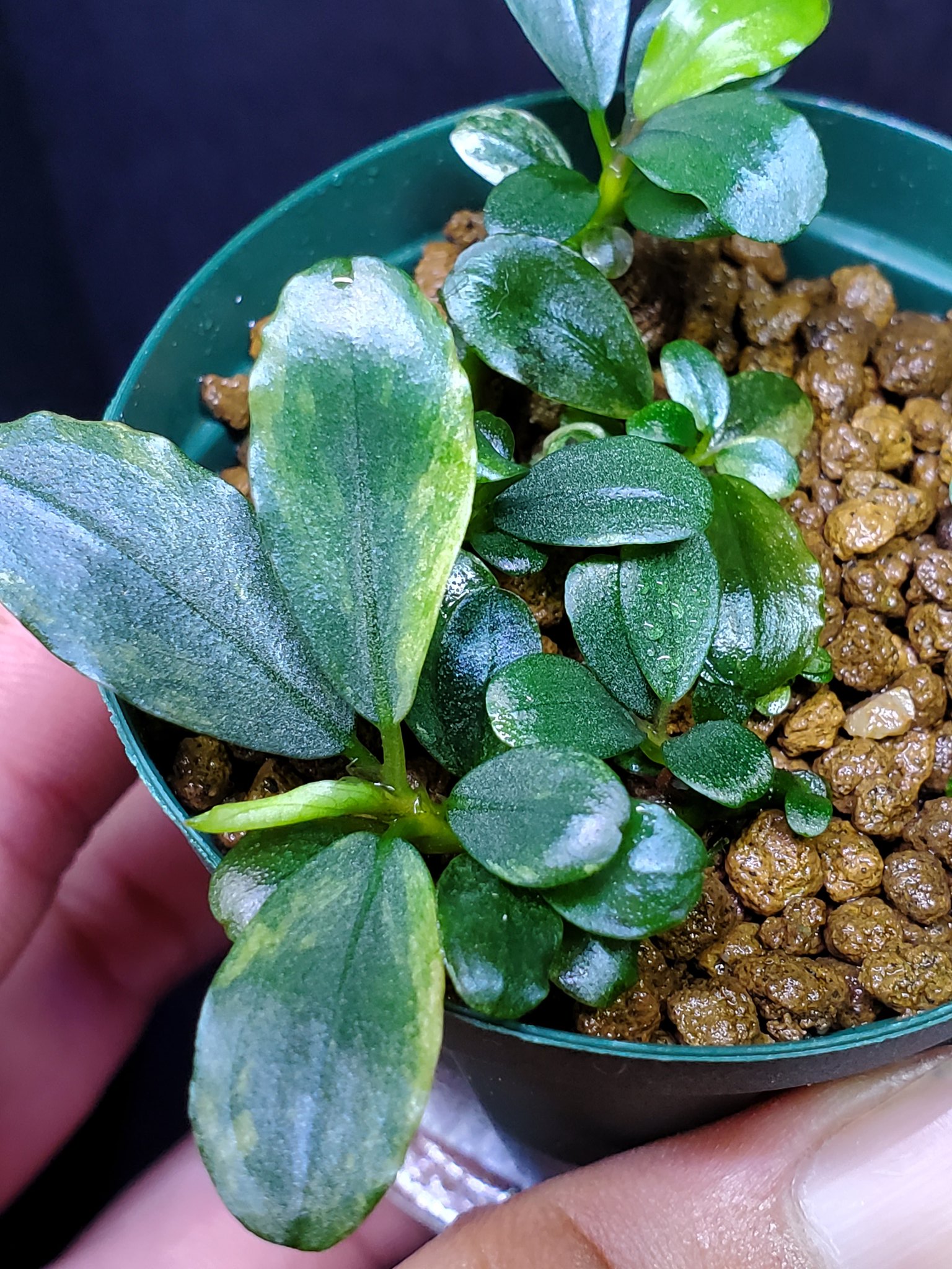 Lequio Aqua カユ3 ってたまに斑入りませんか Teamborneo Tb便 ブセファランドラ カユラピス3 カユ3 Bucephalandra Kayulapis3 T Co 1qzpbls5tf Twitter