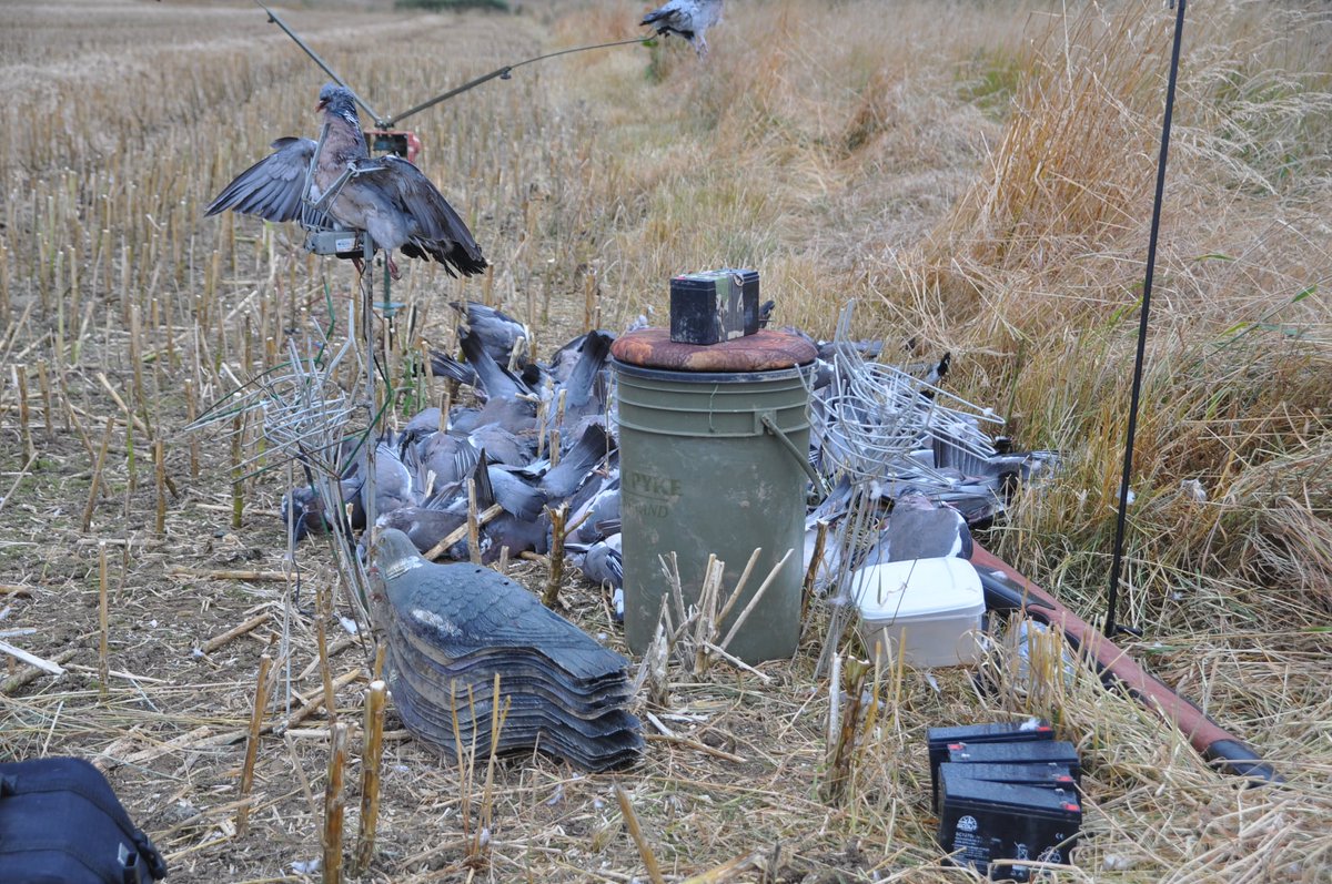 Robert Griffin tweet media