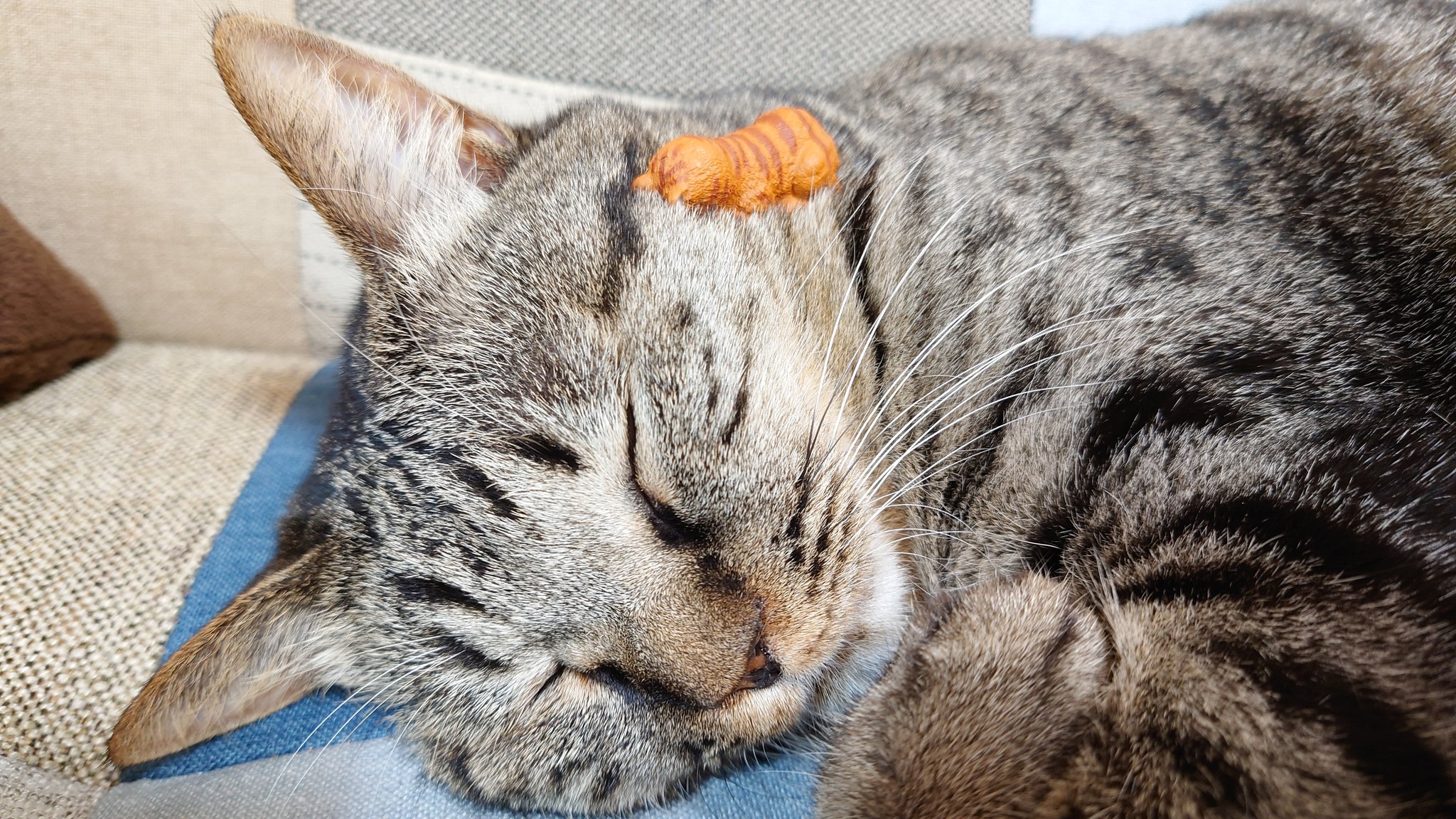 土下座猫 Twitter Search Twitter