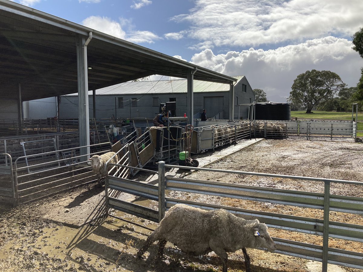 Back into the lamb marking trailer for the week. Trying conditions in Sth West Vic at the moment, wet and cold but lambs are presenting well. Also giving the new bud box leadup a workout wet and drying ewes.