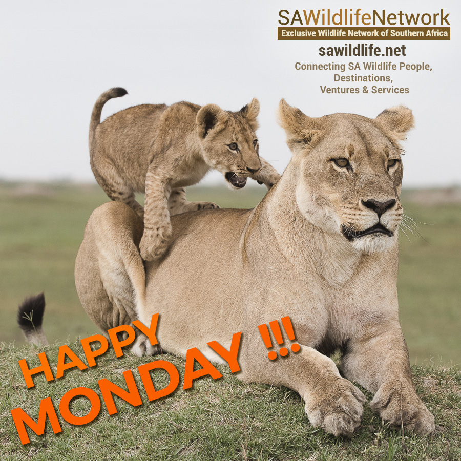 Escape Monday blues, plan an African adventure! 
For more info, visit: sawildlife.net
#SAwildlife #wildlife #safari #WildlifeTourism #ExclusiveSafaris #wildlifeBOOKINGS #ResponsibleTravel #GOtravel #wonderlust #travel  #volunteer #lion #mondayblues #monday