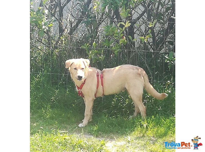 trovapet's tweet photo. #Labrador maschio in adozione a #Levate https://t.co/ZaW0Jop3Ti https://t.co/DQCBN0BOol