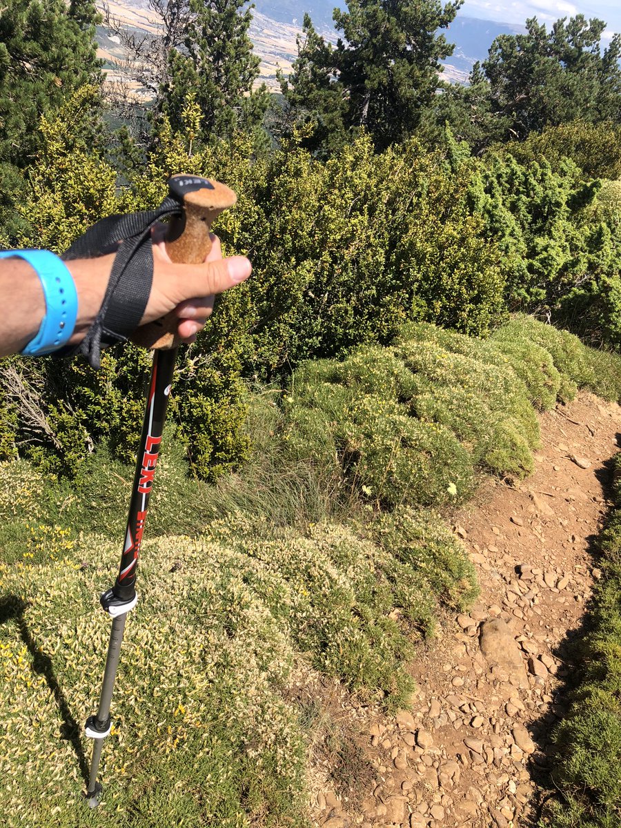 drmorosmarco's tweet photo. 📈Cada vez se usan más los #bastones tanto en actividades de #montaña como las carreras de #trail ⛰
👍Pensad que la lesión de #stener no es exclusiva del #esquí ⛷
Si el bastón queda enganchado mientras el deportista progresa o salta, el #UCL también puede romperse #thumb https://t.co/2f8RVst8JV
