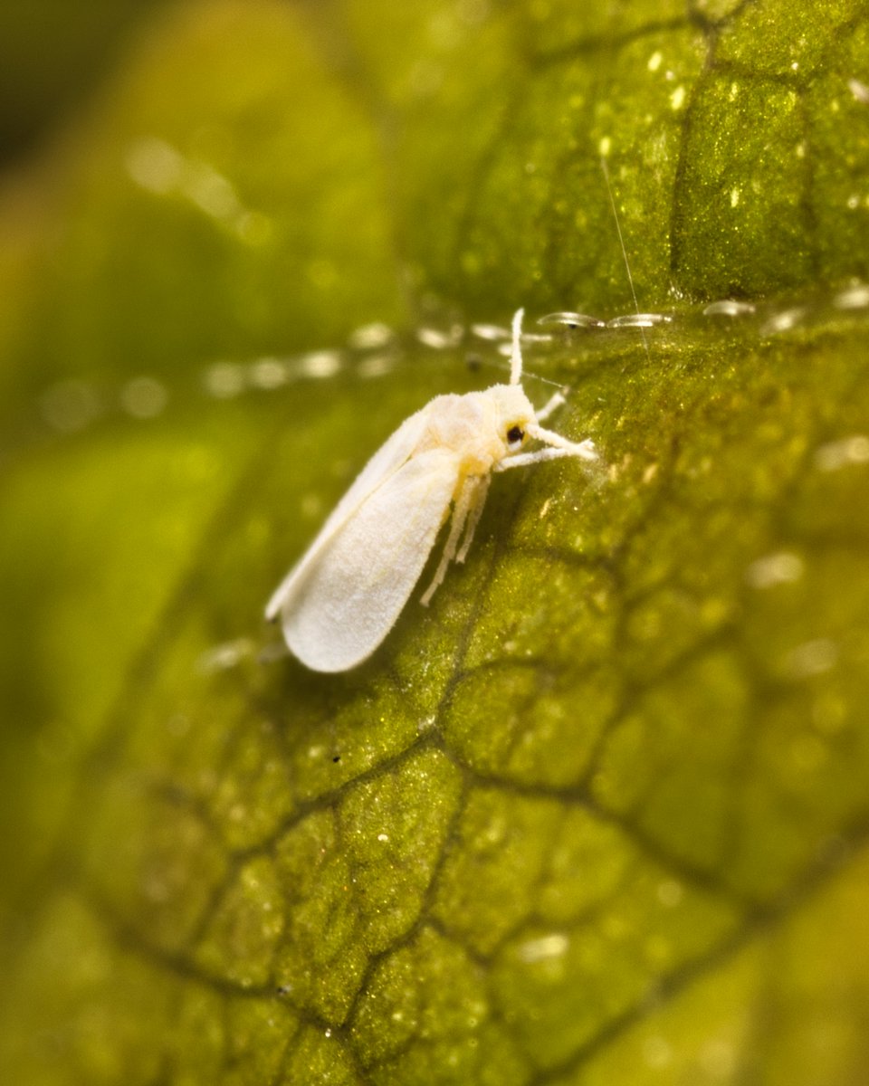 JohnReedPavan's tweet photo. A cropped x5 magnification shot of a tiny white fly in Carl Schurz Park. It's not quite as sharp as I would have liked.
#tinyfly #fly #insects #bug #entomology #nature #wildlife #macro #ultramacro #shotoncanon #luminarai #venusoptics #carlschurzpark #nycparks https://t.co/6Dhg5csbD3