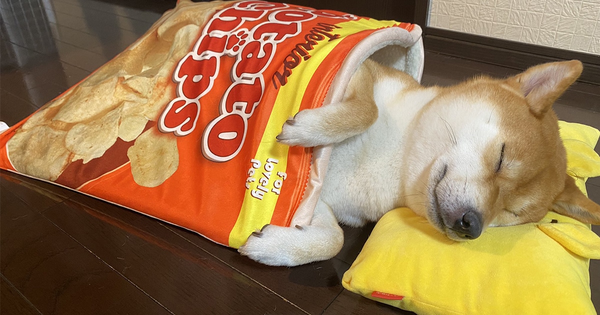 柴犬ニュース Shibakennews Twitter 柴犬ニュース Shibakennews Twitter