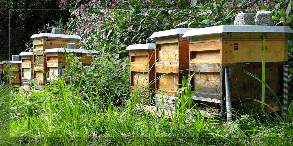 Imker_Frank's tweet photo. Hier stehen die #Honigbienen auf einer Lichtung im Wald umgeben von Drüsiges #Springkraut. Der süße Geruch des Krautes ist einfach belebend. Vergessen sollte man allerdings nicht das Drüsiges Springkraut eine invasive Pflanze ist, die als Bedrohung für andere Pflanzenarten gilt. https://t.co/UYN5gElbQ3