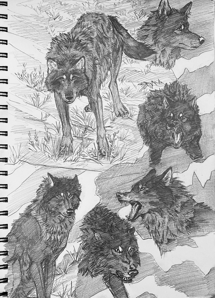 lottie 🍂 tweet media