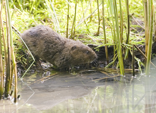 HMWTBadger's tweet image. ⚠️Breaking news⚠️

Last week, 150 #watervoles were reintroduced to the #RiverVer in St Albans after a 34-year absence. 

Water voles face drastic declines &amp;amp; need our help, read more here 👇

bit.ly/3g4MOaW

@VerValleySoc @hertsad @HertsMercury @itvlondon