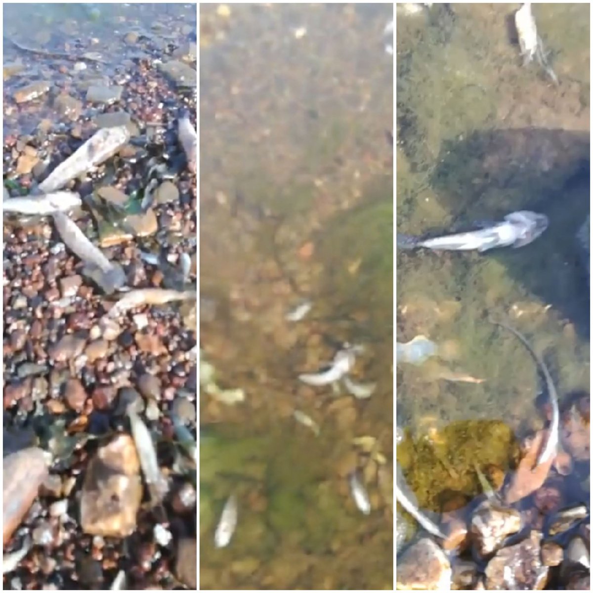 NuestroMarMenor's tweet photo. El ECOCIDIO continúa.

Pese a poner operarios desde 7h de la mañana quitando peces para ocultarlo(lo denuncia el compañero) se ve EN☠️DIRECTO aquí:
https://t.co/cNBFNdYjVv

¡Curioso:🤔CORRER para quitar peces muertos rápido para que no se vean no supone problema de COMPETENCIAS! https://t.co/9DMALGSI6o