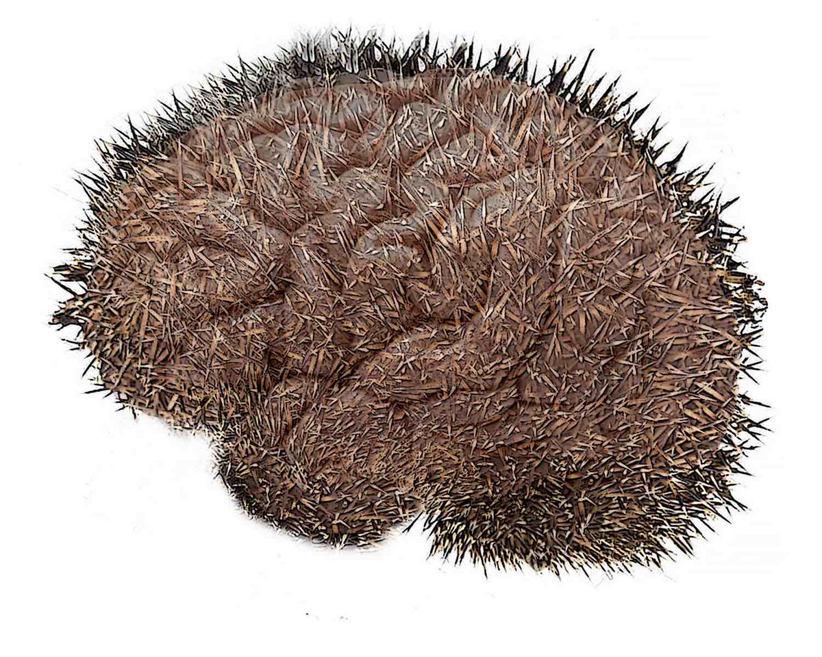 Benallegue et al. show that the hedgehog pathway suppresses neuropathogenesis in CD4 T cell-driven inflammation. bit.ly/3gpMqUT