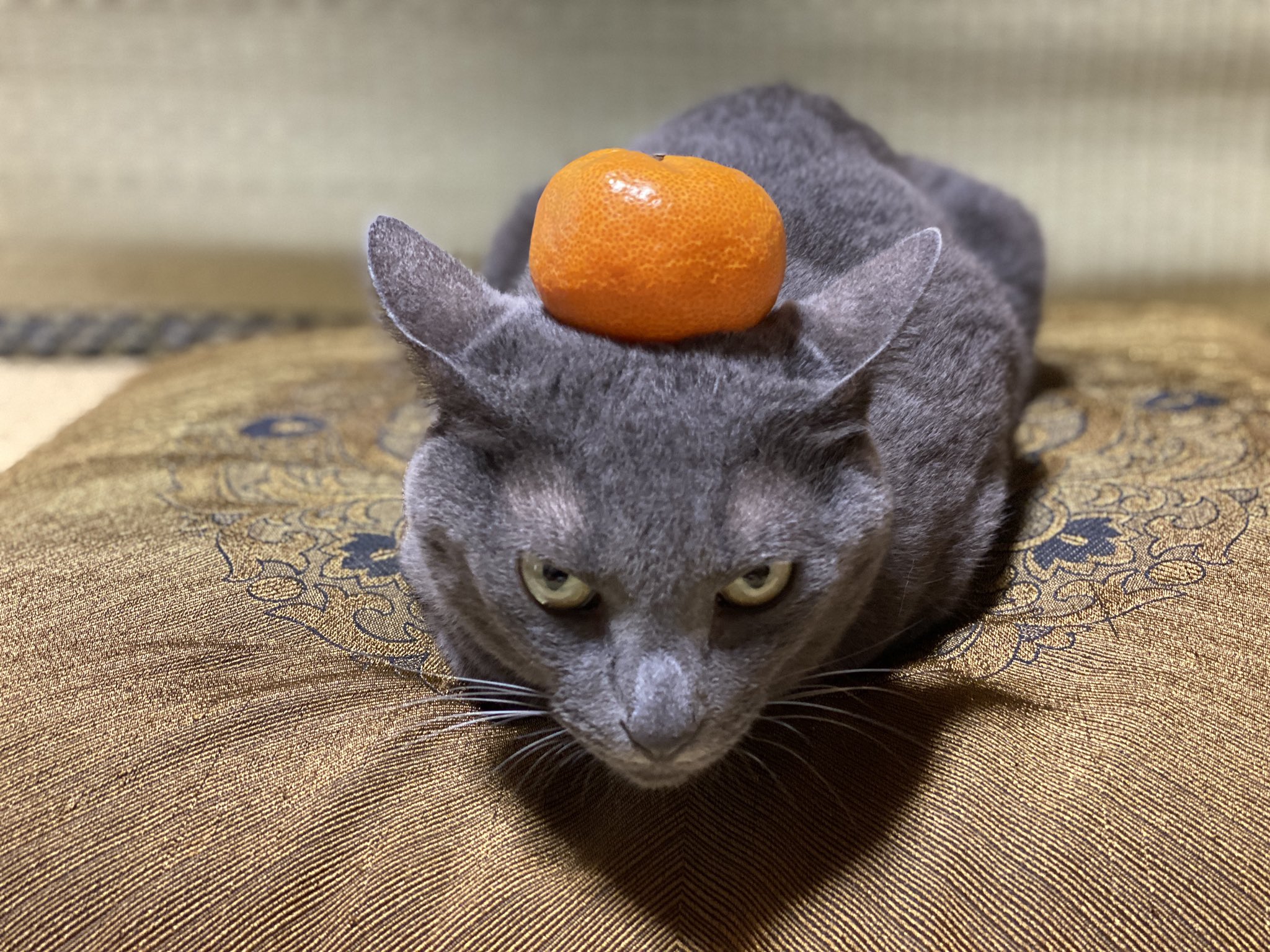 猫にみかん Twitter Search Twitter