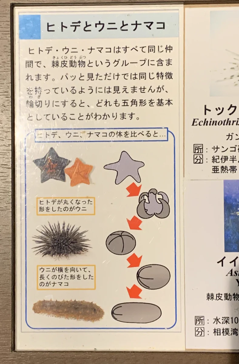 言われてみれば…そうかな？ヒトデとウニとナマコは棘皮動物という仲間！