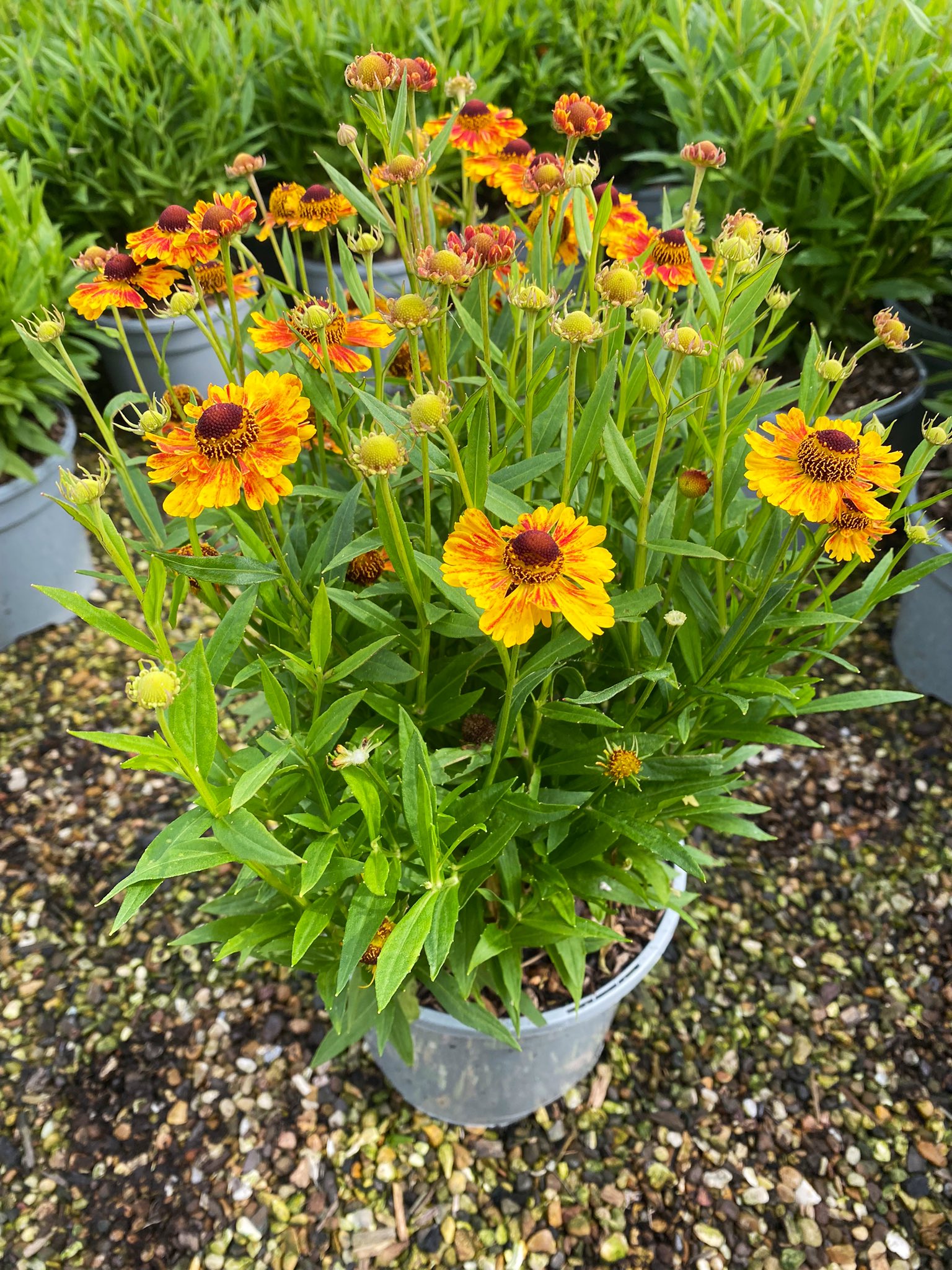 Chapel Cottage Plants on Twitter: “Helenium ‘Salud Embers’ has