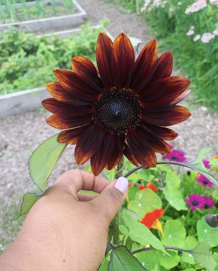 CypGProject's tweet photo. Sunflower - Black magic F1 😍😍. It was nice seeing these this morning on the children’s project site, these are a dwarf variety and absolutely beautiful
#sunflower #blackmagicf1 #flowers #childrenproject #fullbloom #dwarfvariety #colours #beauty #loveflowers #lovegardening https://t.co/ED0V9limP0