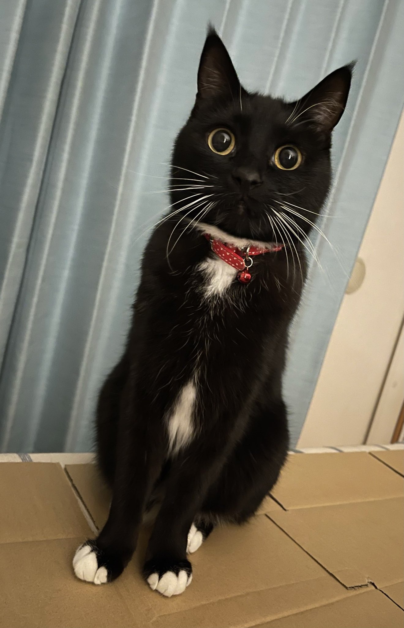 鈴木砂羽 黒猫に感謝の日だって メルシィに感謝 8月17日 黒猫感謝の日 鈴木砂羽 黒猫に感謝の日だって メルシィに感謝 8月17日 黒猫感謝の日