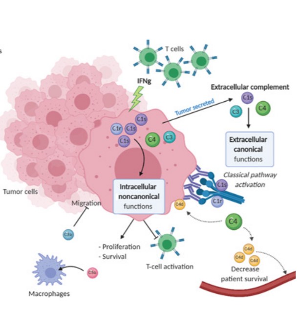 CIR_AACR's tweet photo. These two papers demonstrate the role of #complement in modulation of the #TME and tumor progression. 
https://t.co/umT70SBXZ3 
https://t.co/RpjP3RJzIJ 
#RCC #C1s #C4d #FactorH #LungAdenocarcinoma @MaximeMeylan @CremerIsabelle @sautesfridm @AlifanoMarco https://t.co/eo5clyhHQI