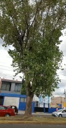 nmaspuebla's tweet photo. #ReporteCiudadano

Solo pedimos que #podaran los árboles NO que los cortaran de esa manera , miren como quedaron en avenida 15 de mayo desde boulevard norte hasta la 39 norte.

Terminación 6689 https://t.co/JRTM4jhuuG