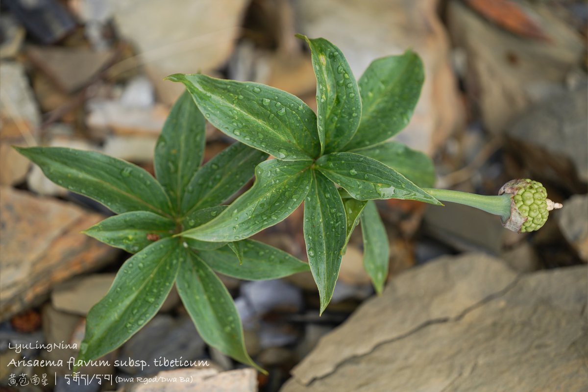 LyuLing1's tweet photo. Arisaema flavum subsp. tibeticum
黄苞南星
དྭ་རྒོད།(Dwa Rgod) according to online resources or དྭ་བ།(Dwa Ba)- the name used in གཡུ་ཐོག་སྔོ་འབུམ།-Gyu Thog Sngo Bum-a book on materia medica, written by Tibetan herbologist ཡོན་ཏན་མགོན་པོ་-Yuthok Gonpo-云旦衮波. https://t.co/vRkMnWiAN9