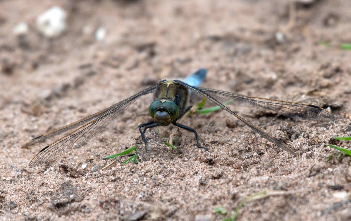 Black-tailed skimmer. Look at the gold accents that look like metal 😍#dragonflyphotography #dragonfly #ukwildlifeimages #britishwildlife  #ntdudmaston #nature #TwitterNatureCommunity @ThePhotoHour @Natures_Voice